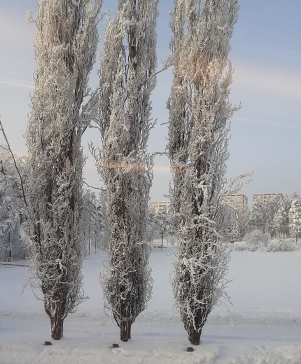 Kolme pitkää lumista puuta