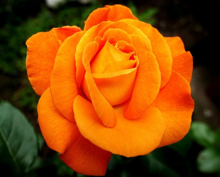 Oransin värinen ruusu.