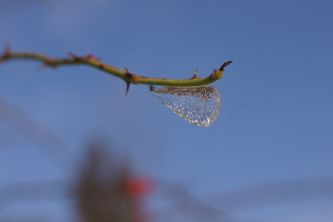 Jääpisara oksalla