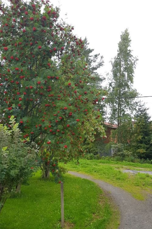 Pihlaja