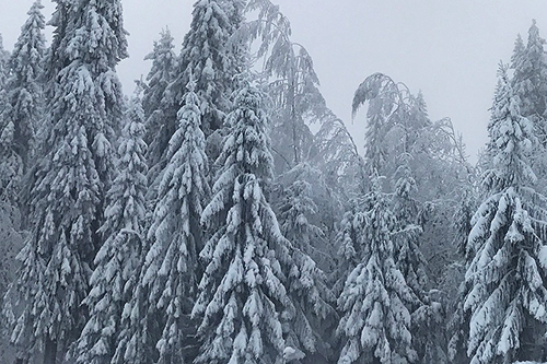 Puijon metsä ja lumiset puut kumartuvat kuulemaan joulurauhan julistusta.