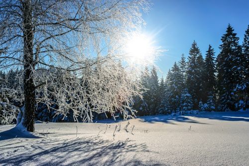 talviaurinko, lunta ja puut