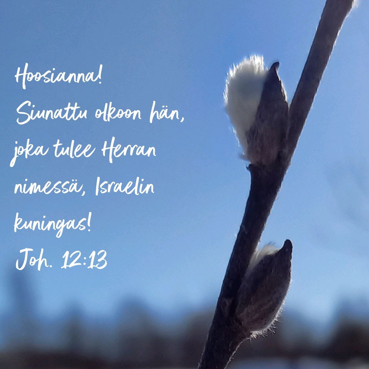 Pajunkissa ja teksti Hoosianna! Siunattu olkoon hän, joka tulee Herran nimessä, Israelin kuningas! Joh.12:13