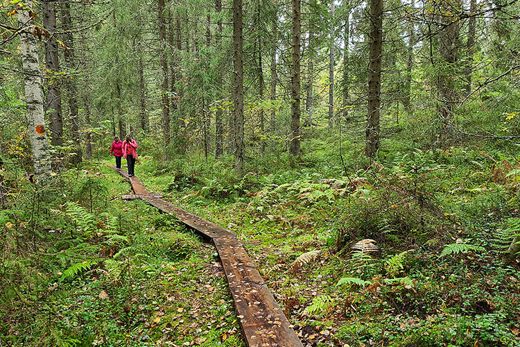 Metsässä kaksi ihmistä kävelee pitkospuilla.