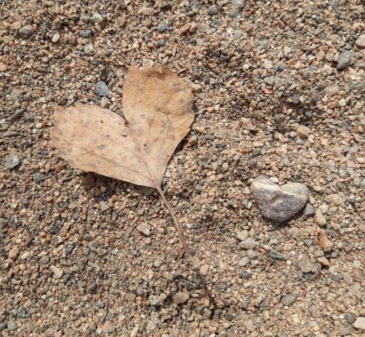 Sydämen muotoiset lehti ja kivi hiekalla.