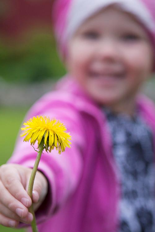 Lapsi ojentaa voikukkaa, kuvassa terävyys kukkaa pitävässä kädessä, taustalla näkyy hymyilevät kasvot.