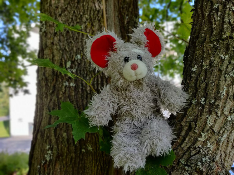 Perheiden puistotreffit Harmaa nalle istuu puun oksalla.
