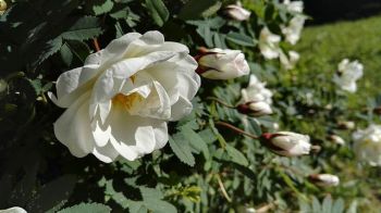 Valkoisia ruusuja