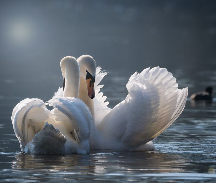 Kaksi valkoista joutsenta järvellä.