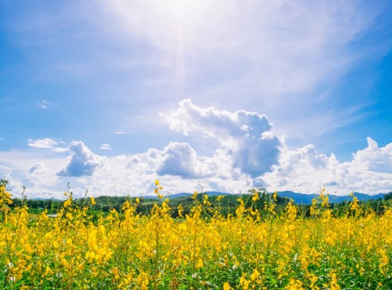 Taivaalta paistaa aurinko alaspäin, on pilviä ja keltainen kukkapelto.