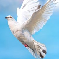 Messu Pyhän Markuksen kappelissa Messu Pyhän Markuksen kappelissa
