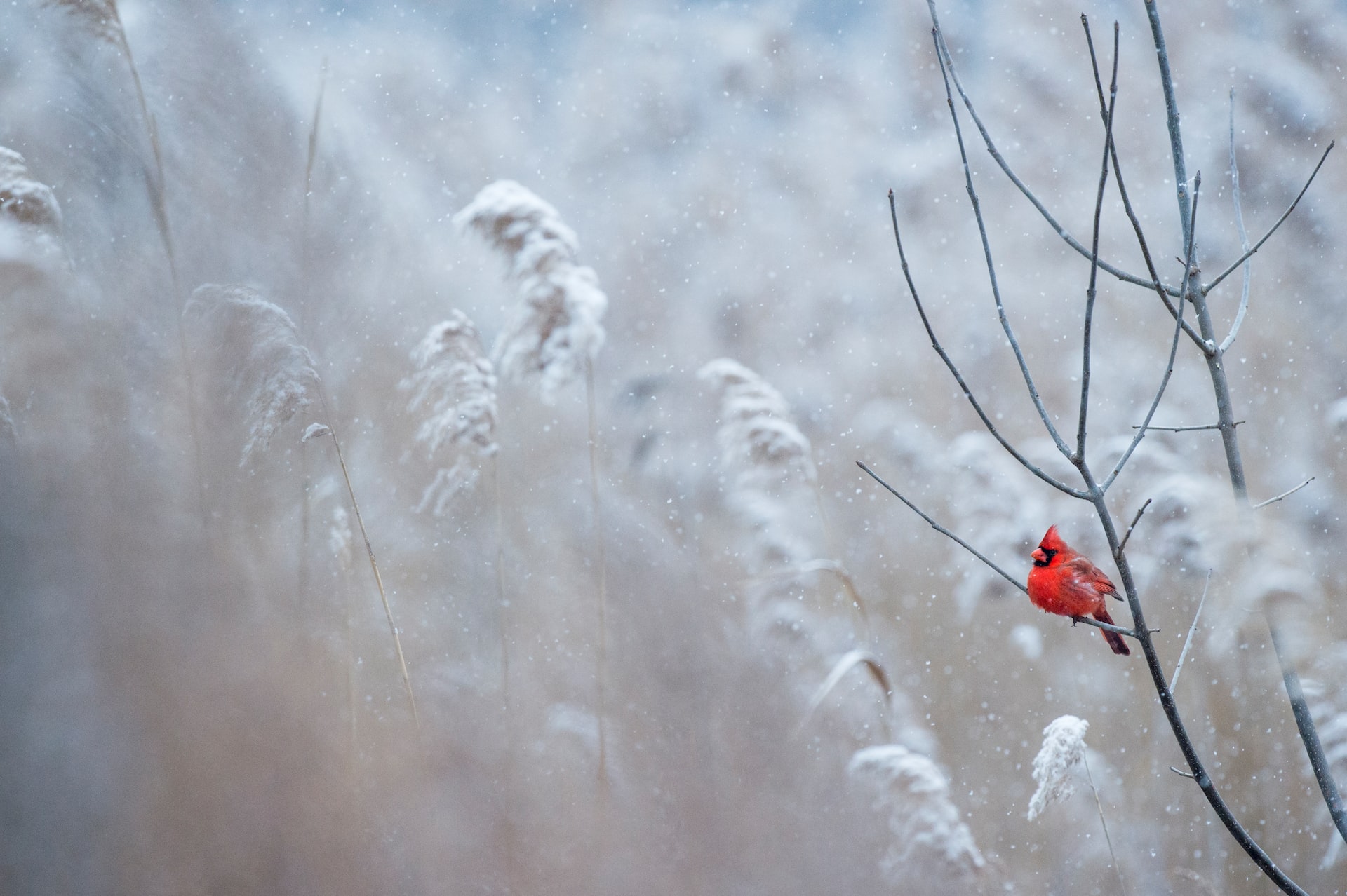 Pieni punainen lintu istuu lumisella oksalla.