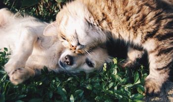 Kissa puskee koiran kuonoa, joka makaa ruohikolla