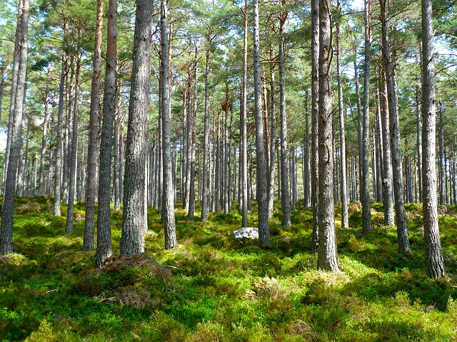 Luontokerho 1.-6. luokkalaisille Metsä