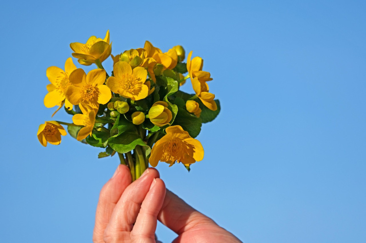 Vapaaehtoisten kiitosjuhla kimppu keltaisia rentukoita. Kuva Pixabay.