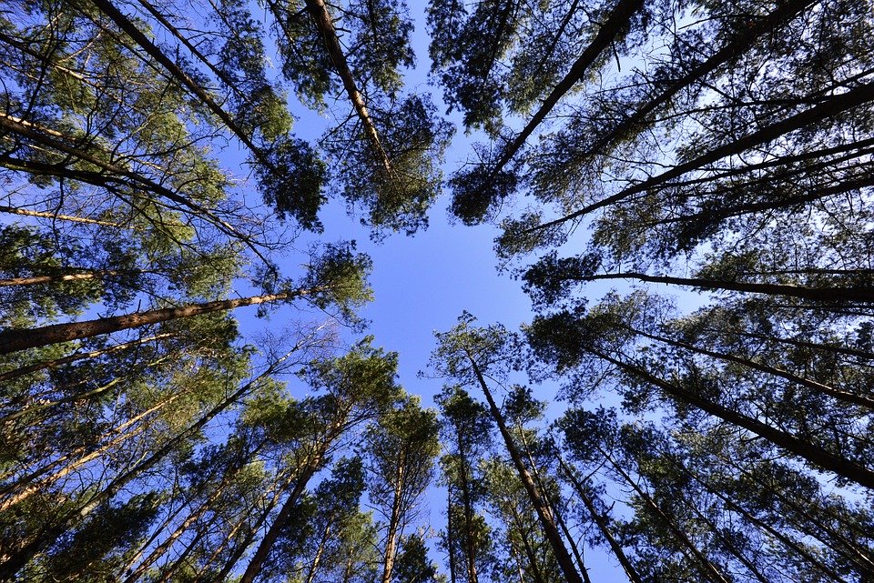 Perhekahvila metsä, taivas