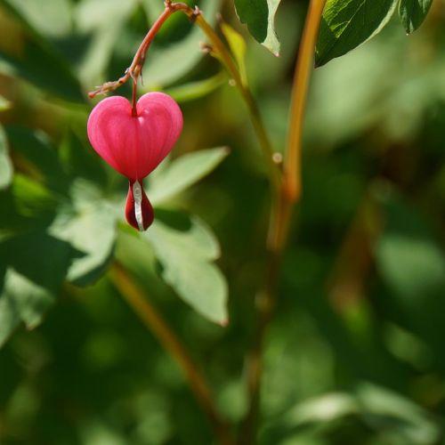 Yksi punainen sydämenmuotoinen kukka.