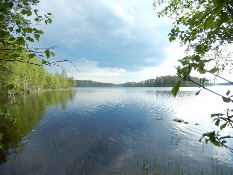 Järvimaisema koivujen välistä katsottuna