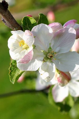 Omenapuun kukat kukkivat täydessä loistossaan.